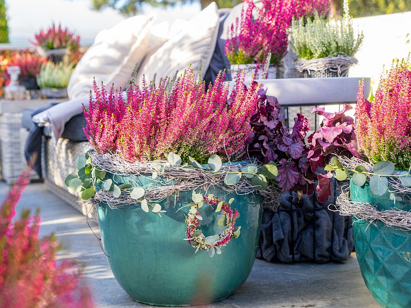 Gardengirls® Knospenheide – herbstliche Dekoration auf der Terrasse mit leuchtender Heide