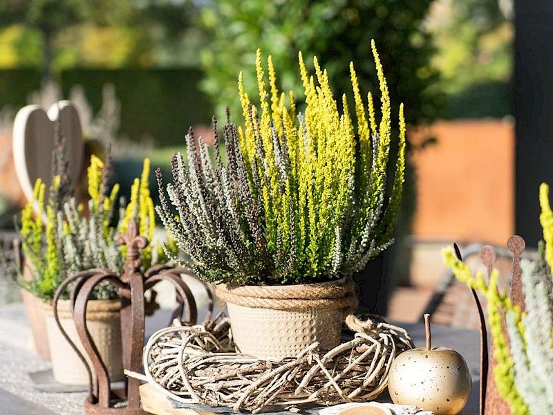 Gardengirls® Sunset Fire® table decoration with heather