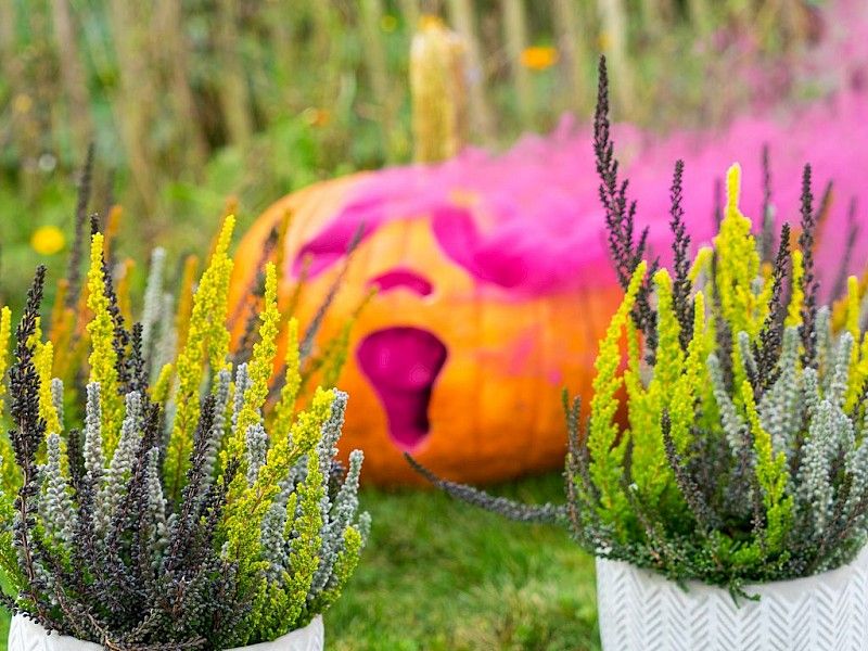 Gardengirls® Sunset Fire® Halloween decoration with heather