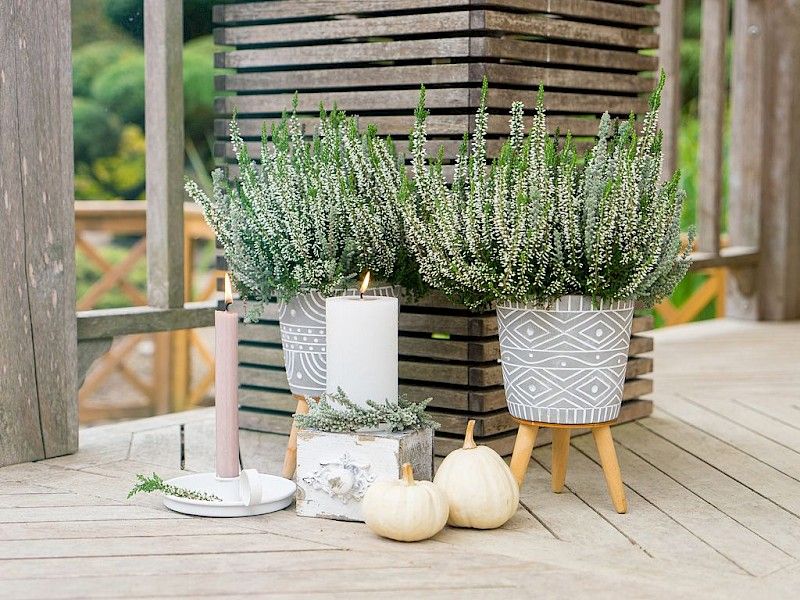 Gardengirls® Twister Gestaltungs- und Dekoideen mit Heide für deine Terrasse