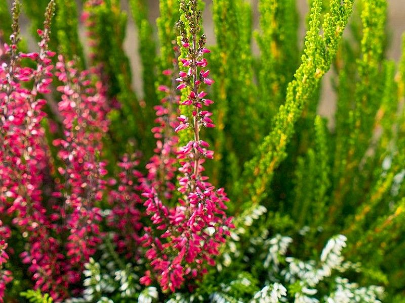 Up Down Girl® Heather panicles