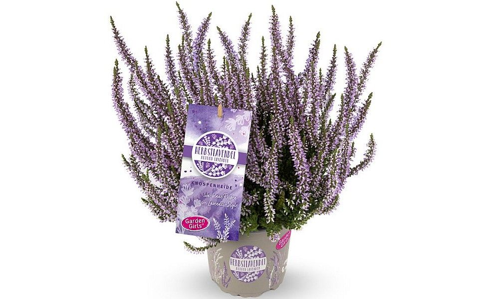 Gardengirls® Autumn Lavendel