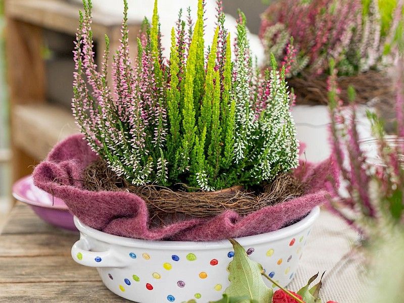Gardengirls® Smixies® bunte Tischdekoration mit Heide