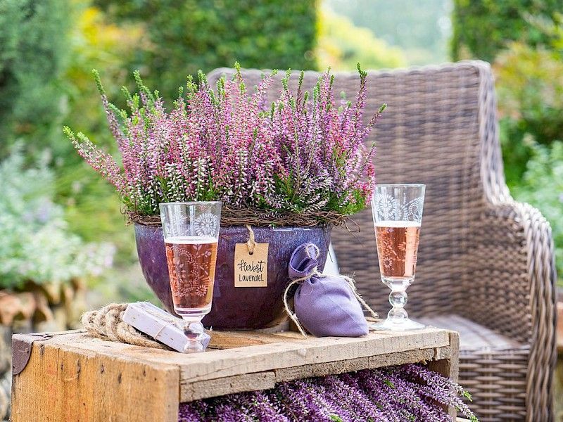 Gardengirls® Autumn Lavender