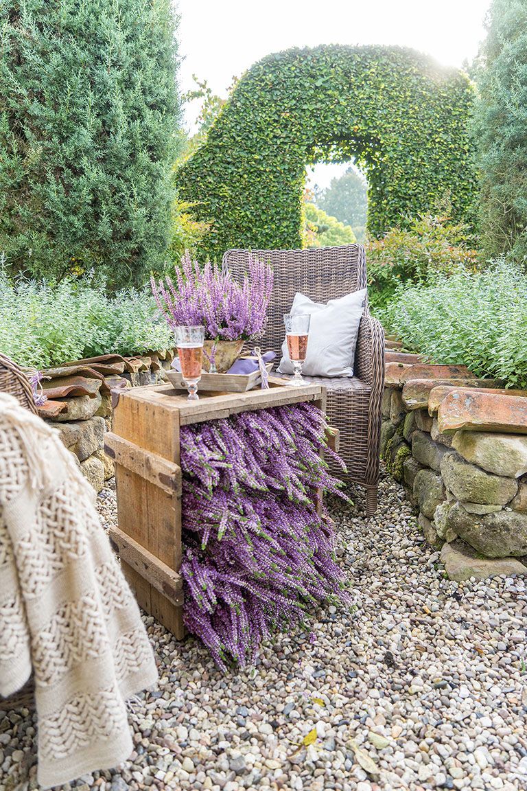 Gardengirls autumn lavender