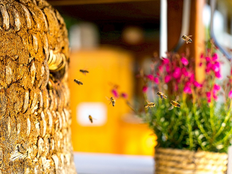 Gardengirls® Summer Dinner – Nektarquelle für Bienen und Hummeln.